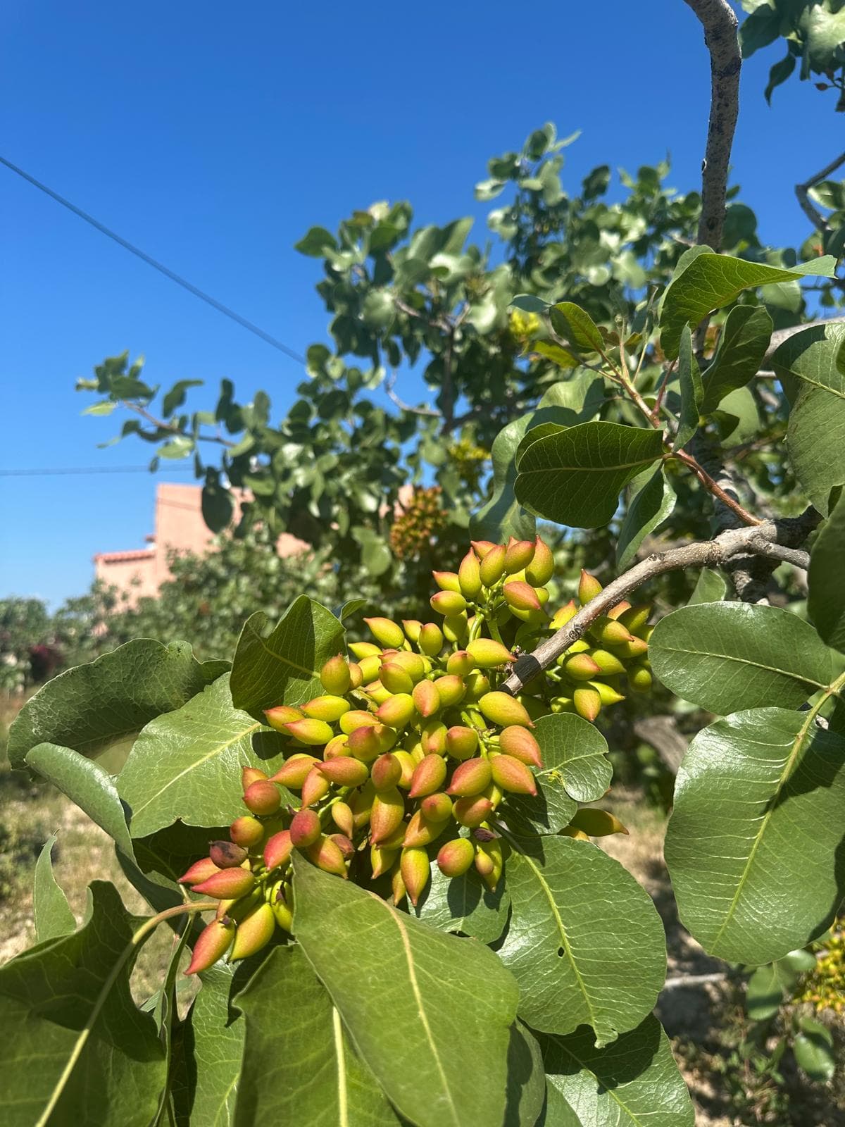 Green pistachios ripening on the branch, with the house beyond, in the grove at Fistiki House & Studio