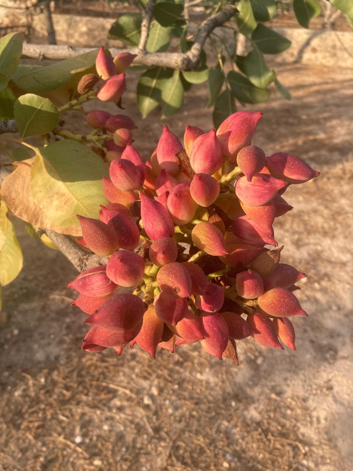 Ripening pistachios, their husks flushed pink and red, on a branch in the grove at Fistiki House & Studio